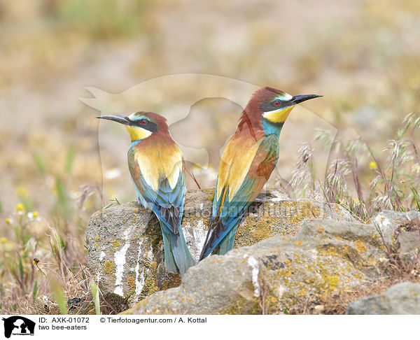 zwei Bienenfresser / two bee-eaters / AXK-01072