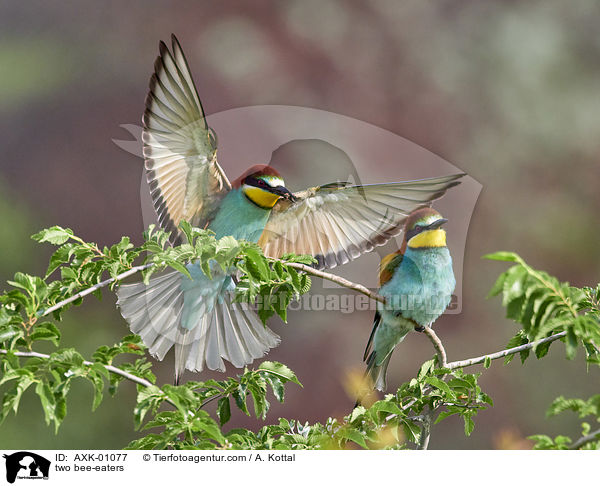 zwei Bienenfresser / two bee-eaters / AXK-01077
