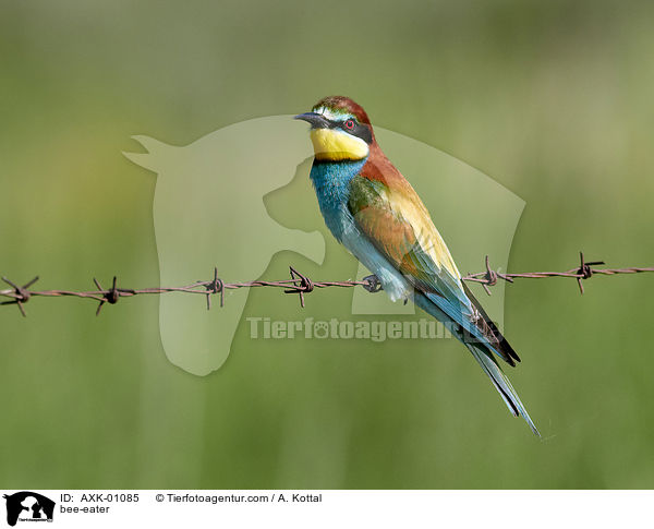 Bienenfresser / bee-eater / AXK-01085