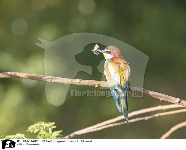 sitzender Bienenfresser / sitting Bee-eater / UM-01402