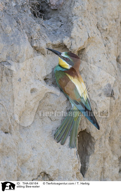 sitzender Bienenfresser / sitting Bee-eater / THA-08164