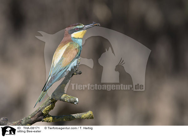 sitzender Bienenfresser / sitting Bee-eater / THA-08171