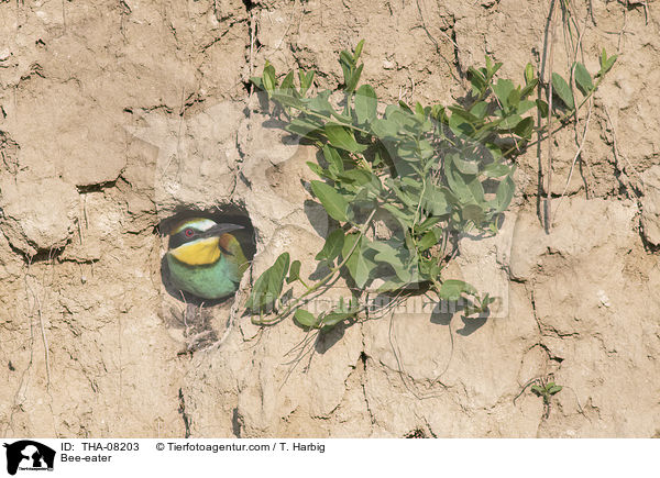 Bienenfresser / Bee-eater / THA-08203