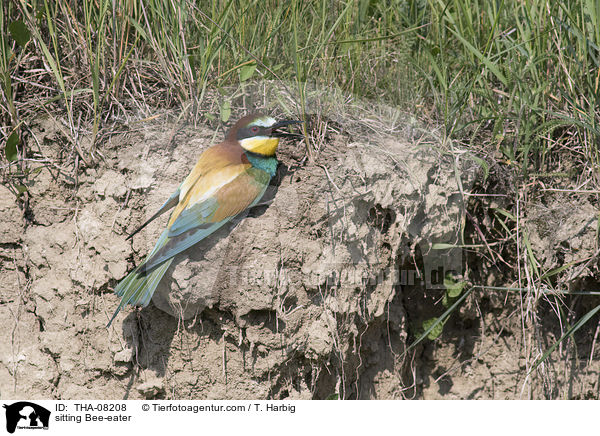 sitzender Bienenfresser / sitting Bee-eater / THA-08208