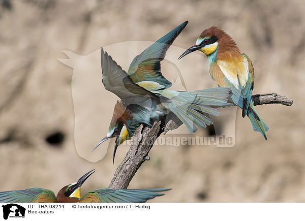 Bienenfresser / Bee-eaters / THA-08214