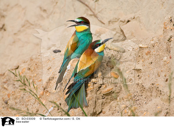 Bienenfresser / bee-eater / SO-03009