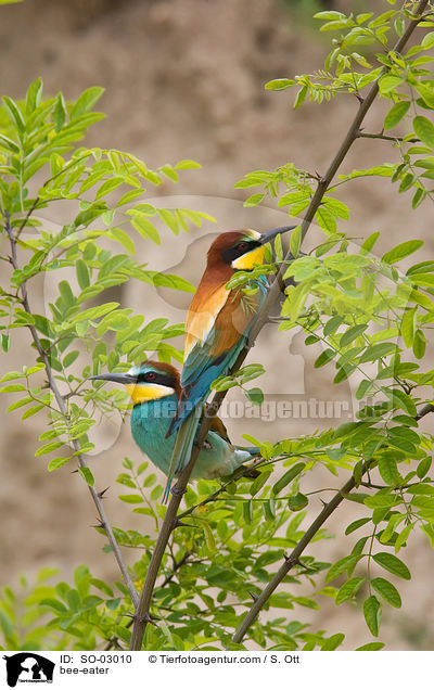 Bienenfresser / bee-eater / SO-03010