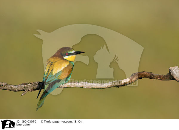 Bienenfresser / bee-eater / SO-03076