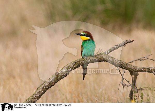 Bienenfresser / bee-eater / SO-03099