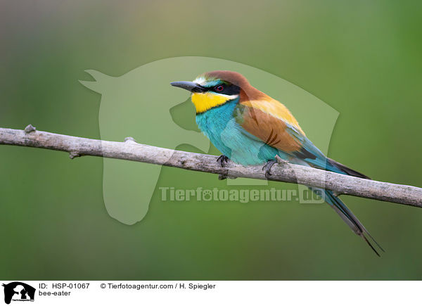 Bienenfresser / bee-eater / HSP-01067