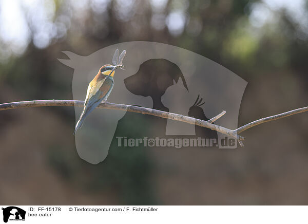 Bienenfresser / bee-eater / FF-15178