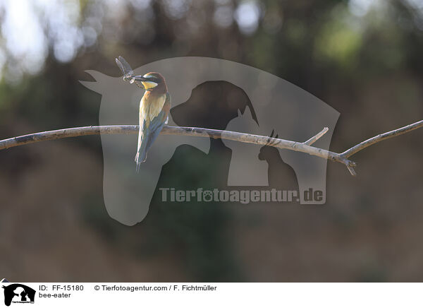 Bienenfresser / bee-eater / FF-15180