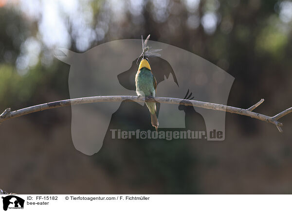 Bienenfresser / bee-eater / FF-15182