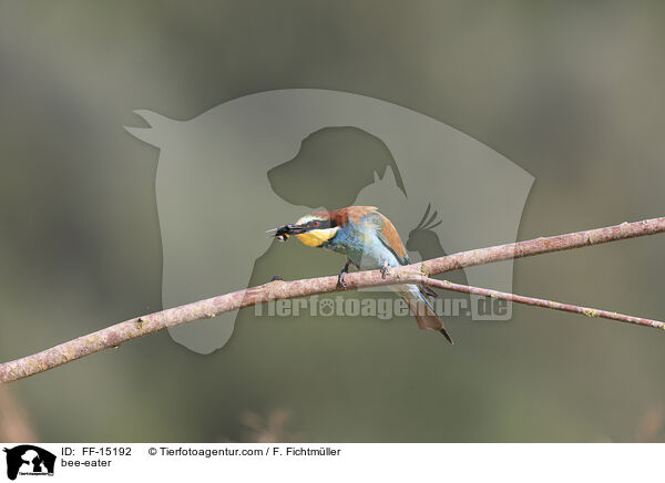 bee-eater / FF-15192