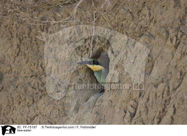Bienenfresser / bee-eater / FF-15197
