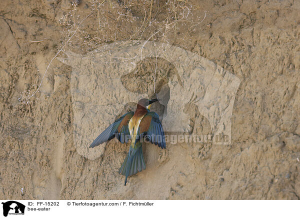 Bienenfresser / bee-eater / FF-15202