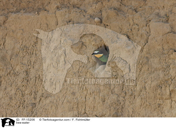 Bienenfresser / bee-eater / FF-15206