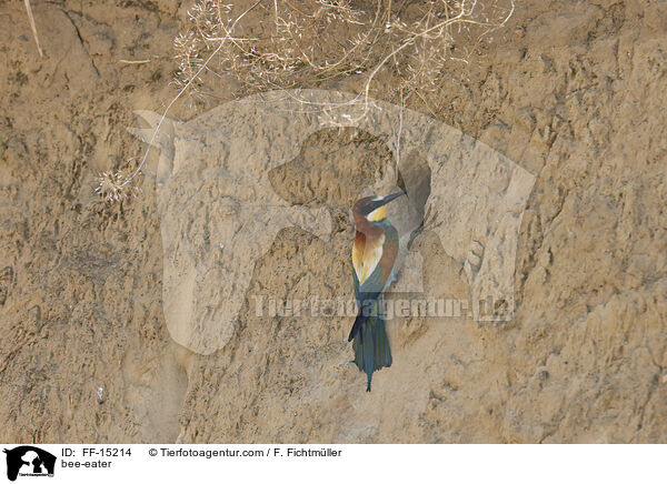 bee-eater / FF-15214