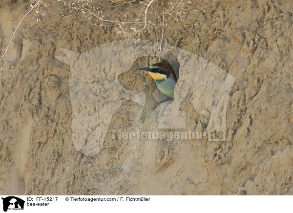 bee-eater / FF-15217