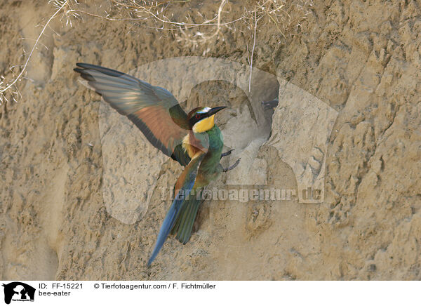 bee-eater / FF-15221