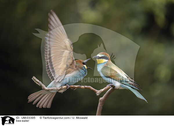 Bienenfresser / bee-eater / UM-03395