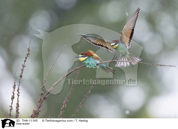 Bienenfresser / bee-eater / THA-11165