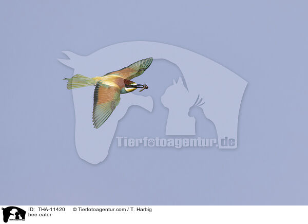 Bienenfresser / bee-eater / THA-11420