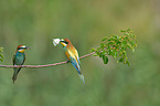 bee-eaters