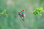 bee-eater