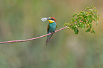 bee-eater