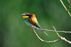 bee-eater