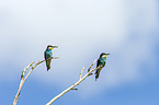 bee-eaters