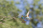 bee-eaters
