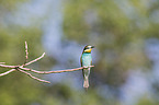 bee-eater