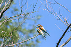 bee-eaters