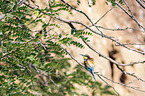 bee-eater