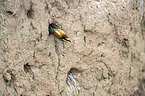 European bee-eater