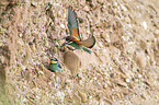 European bee-eater