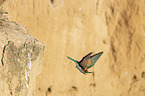 European bee-eater