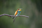 European bee-eater