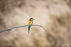 European bee-eater