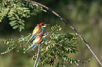 European bee-eater