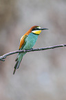 European bee-eater