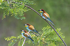 European bee-eater