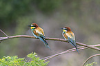 European bee-eater