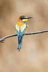 European bee-eater
