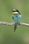 European bee-eater
