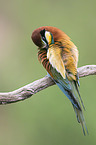 European bee-eater