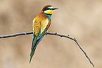 European bee-eater