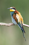 European bee-eater